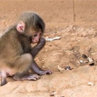 2004年的猴子个性是什么?