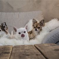 2006年是狗字符特征