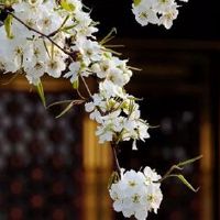 车牌一竖是1还是L 吉利寓意车牌号码