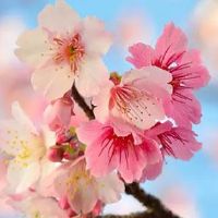 春分粘雀子嘴的寓意 节气特色美食吃法