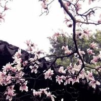 数字4在风水上代表什么 吉利车牌号码选择小秘籍