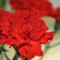 婴儿婴儿出生在凌晨9点,什么单词被禁用?