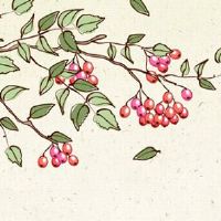 一般来说本命年运气怎样 本命年喜用神旺运气好