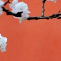 1988年属龙人什么时候转运 鼠年事业运旺盛