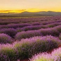 五个要素中最好的是什么？