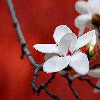 生肖属虎的人一生命运怎么样 年轻时需学会理财