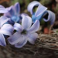 我可以去寺庙在2022年祈祷吗？