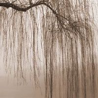 八字纳音五行分析：垂柳木