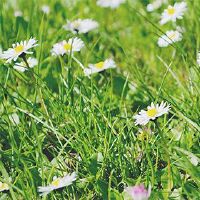 是黄道吉日本，2022年，是黄大吉吗？