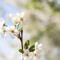 同义词是2022年2022的几天,春天结婚了?