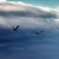 团队手的主要特征