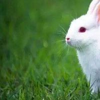 1963年，一只兔子男性生活2022财年59岁小兔男2022月财富