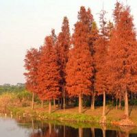 在Geng中出生的人民的八个字符命运如何