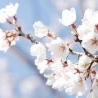 纳克因五行的白色购买了哪种颜色的汽车