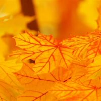 亚历克斯12星一周财富(3.21-3.27)