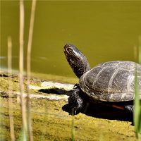 梦想着龟童话暗示