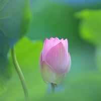 竹猫星周星座星座芋头财富（3.21-3.27）