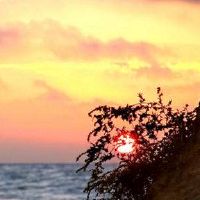 城墙的绿色花朵是什么？