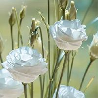 观音柴的预防措施是什么?观音来源