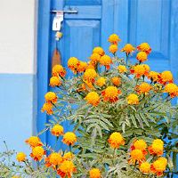 谁适合观音?素食主义者