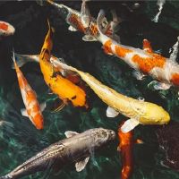 鱿鱼的梦想是什么意思?