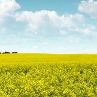 八个角色的原生女性出生在铁扫帚上。