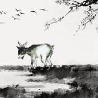 十二生肖3023可以削减宠物狗，是羊和狗吗？