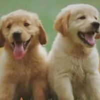 在狗男孩中出生的四个最佳时间[出生于日本出生的男孩]