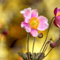 蒂姆周星座财富（3.27-4.2）