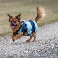 小狗的梦想是什么意思?