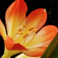 每周贾拉特财富（3.28-4.3）