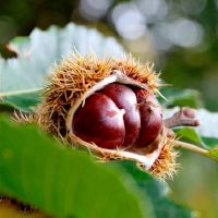 爱父母超越了自己的热心星座