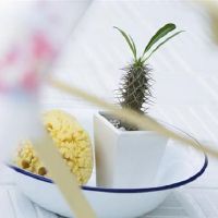 十二个星座的黑暗面是什么?