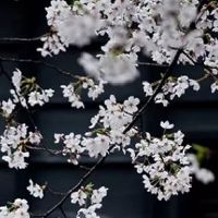 2022年4月份生肖牛幸运颜色和幸运数字盘点 红色利事业数字8旺财