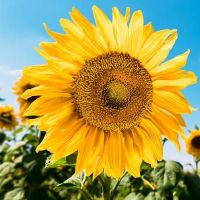 六爻地火明夷卦详解