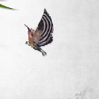 清明节可以去寺庙吗 清明节可以剪头发吗