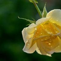 爱很难在心里开放，最悲伤的3个星座