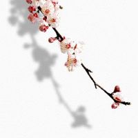 夫妻宫自化忌自身条件不好 早期恋爱心智不成熟