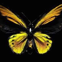 杀死狼十二个星座(4.11-4.17)