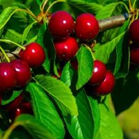 妻子的三个主要的大臣,疯狂,爱的目的,妻子,妻子第一,没有人可以