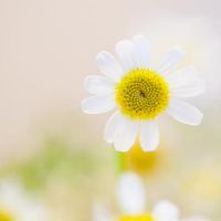 30岁的意志[越来越多的钱]星座