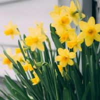 勤奋的家园的四个主要尸体将有一个美好的时光,他们会回家!