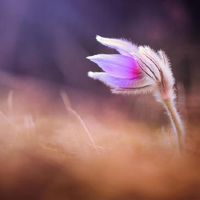 3个星座,带淡淡的人,情绪漠不关心