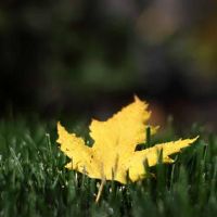 最简单的音乐会很容易被误解,谁在那里?