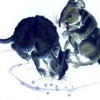 该女子的老鼠在2019年,爱情如何?