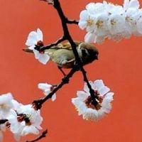 有正印和偏印的女人 惊才艳艳富有涵养