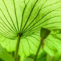 描述杀虫剂和古代诗歌