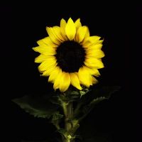 郑博士:本代广播,财富简报4.23