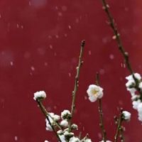 正官正印正财三奇女命 三重好运加持