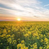 最高的狮子座椅(4.25-5.1)